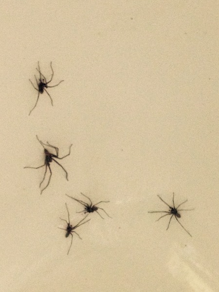 To not want to share my bed with a giant spider!