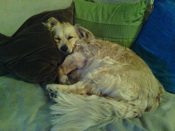 To think this dog rescue is a scam?