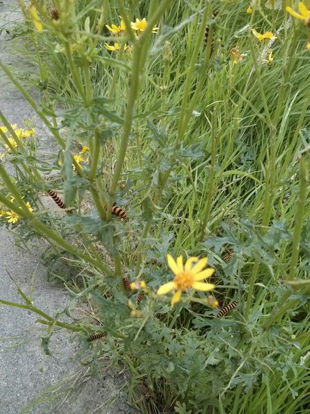 To cut these weeds and deprive these beautiful caterpillars of a home (photo included)