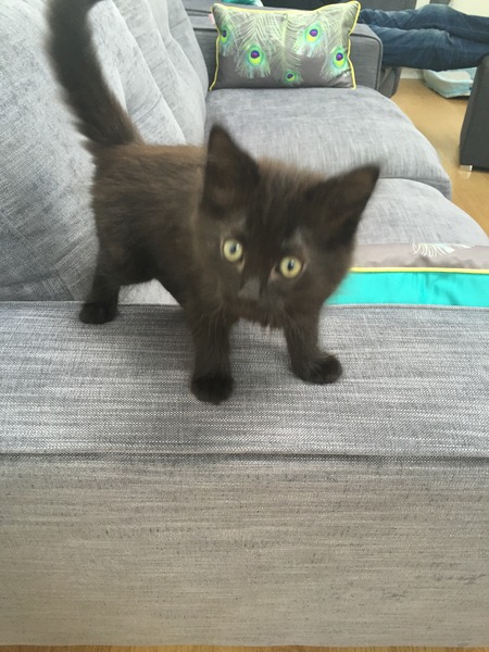 6 months for spaying