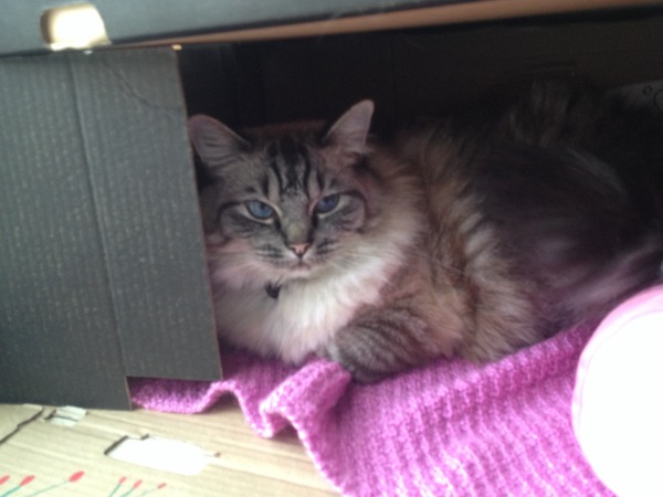 Heads up - new MN ios Talk app is shortly to be released into the app store