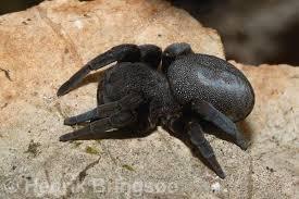 to kill all the spiders?