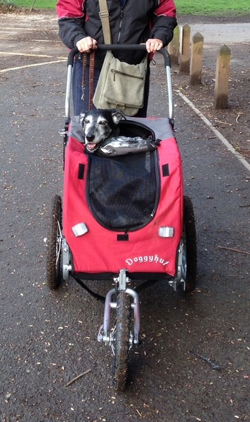 Elderly dog's hind legs failing