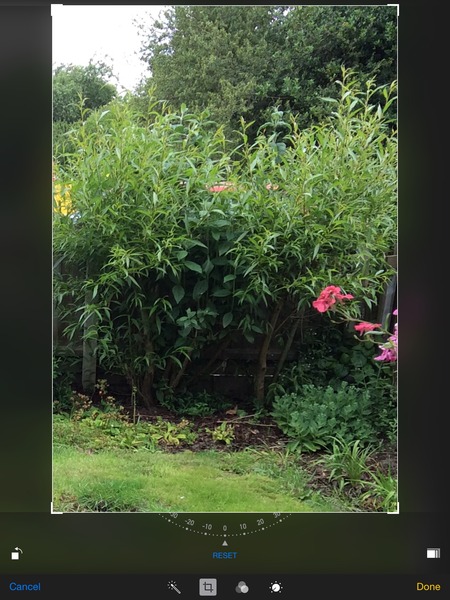 What is this super fast growing tree/bush?!