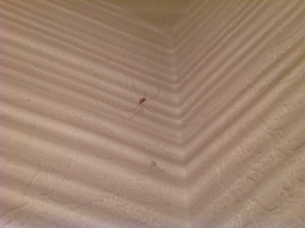 to kill all the spiders?