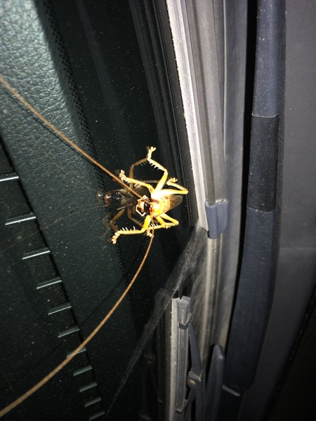 to kill all the spiders?