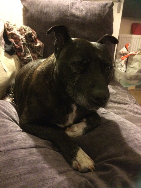 To think this dog rescue is a scam?
