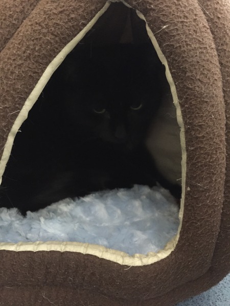 Should I rehome this kitty?