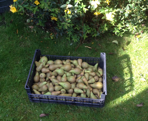 Allotment /Veg patch  thread 4 "Lettuce and Peppers and Pears OH MY!"