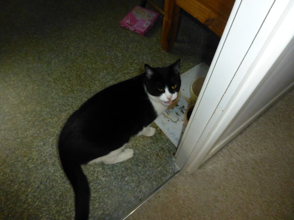 How do you know if your cat is a fat cat?