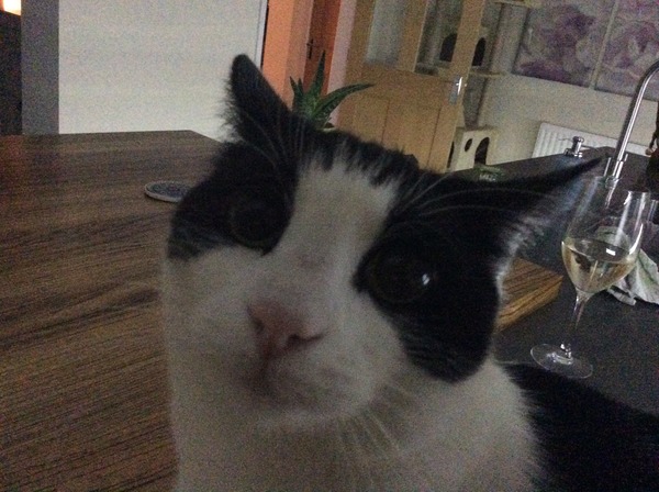 Oh Shagging Gods Grant us our Wish, A Newborn so Tiny to Squish, By Shagging like Stars, Or with Jizz in our Bras, To the Disco in a Petri Dish...it's JS 53!