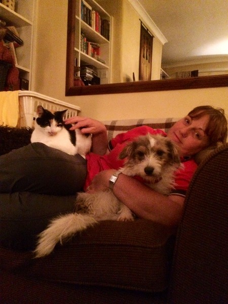 Dog v cat