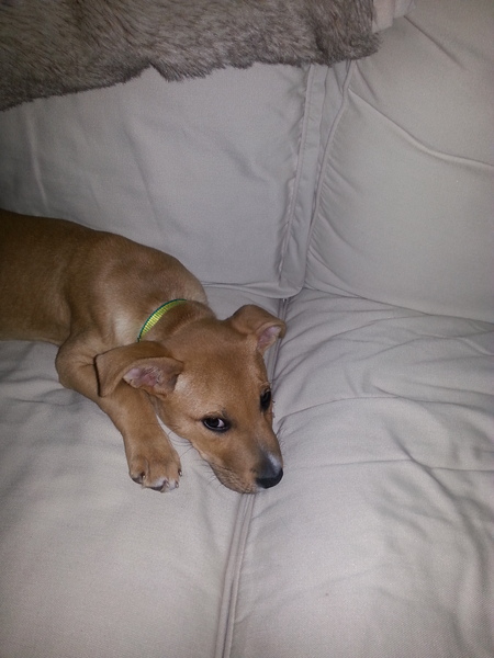 Should I be worried  that I dont know my dogs breed?