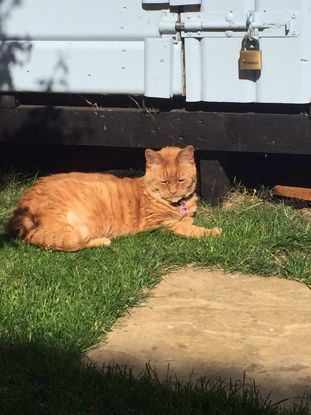 Should I rehome this kitty?