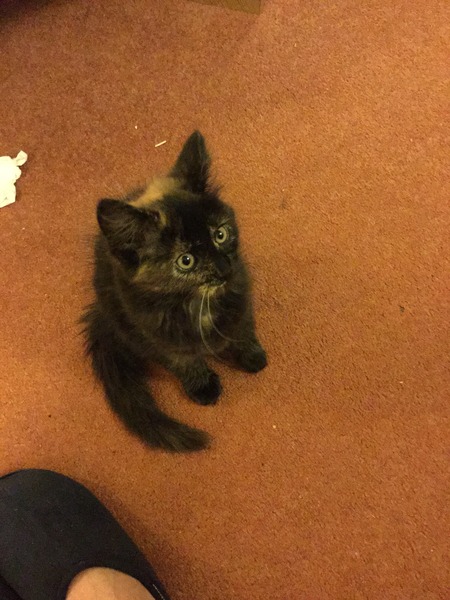 A cat/kitten picture sharing thread.