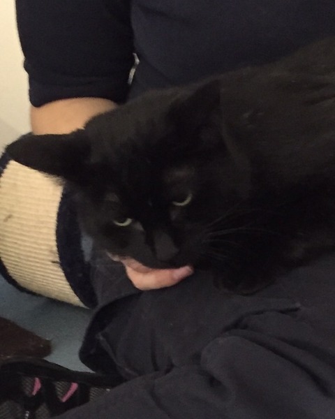 Should I rehome this kitty?