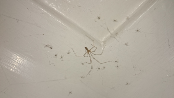 to kill all the spiders?