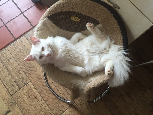 A cat/kitten picture sharing thread.