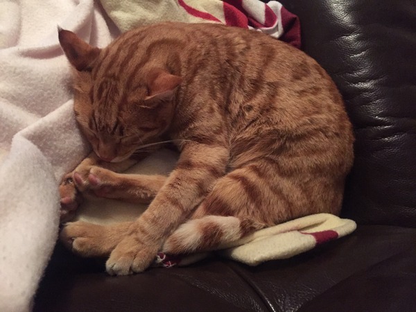 My cat is missing and I can't get to sleep