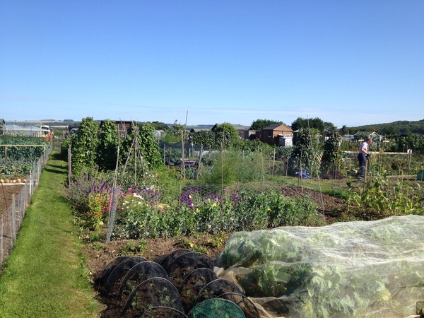 Allotment /Veg patch  thread 4 "Lettuce and Peppers and Pears OH MY!"