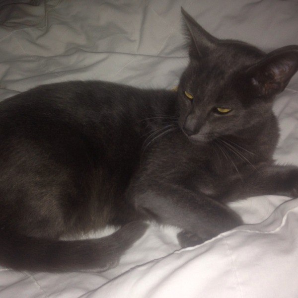 Should I rehome this kitty?