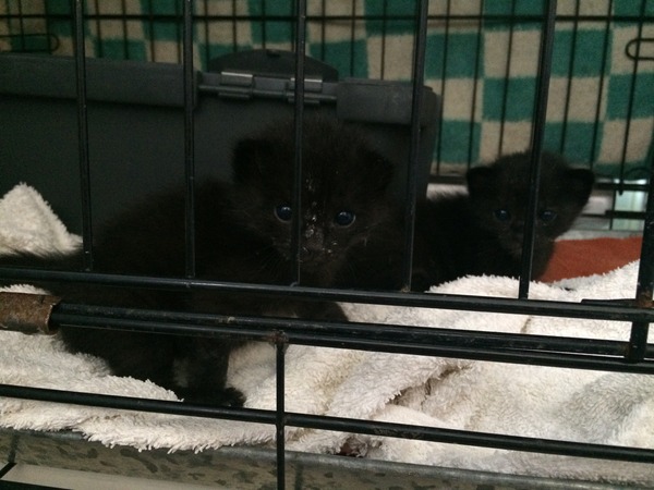 I have a 4 week old kitten could do with advice