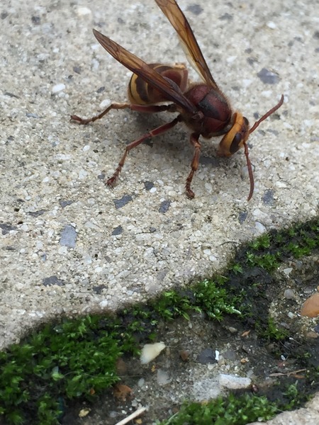 I think I've just seen a European hornet...
