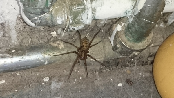 to kill all the spiders?