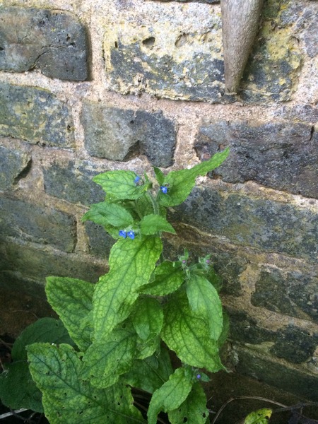 Allotment /Veg patch  thread 4 "Lettuce and Peppers and Pears OH MY!"