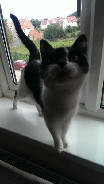 A cat/kitten picture sharing thread.
