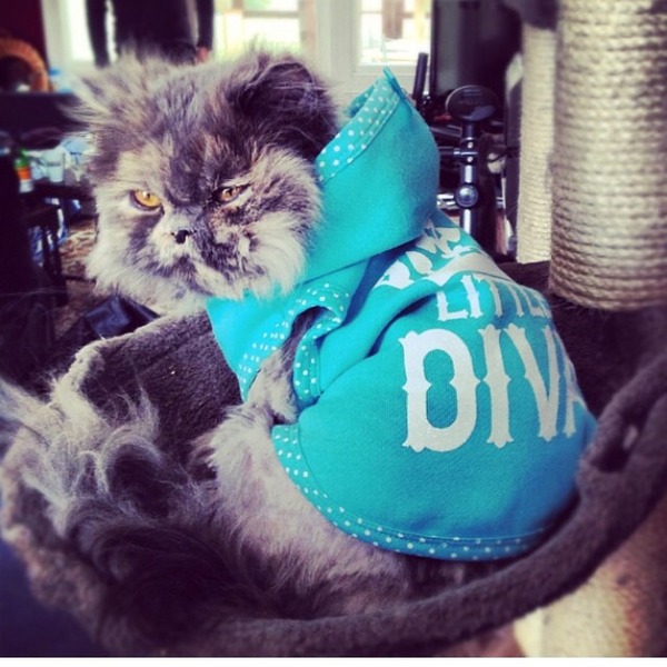 Would I be mad to buy cat clothing
