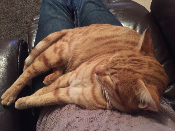 My cat is missing and I can't get to sleep