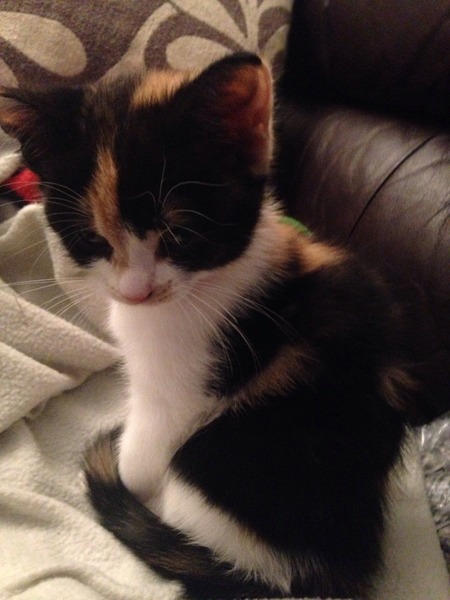 A cat/kitten picture sharing thread.