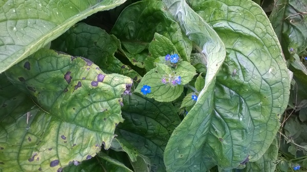 Allotment /Veg patch  thread 4 "Lettuce and Peppers and Pears OH MY!"