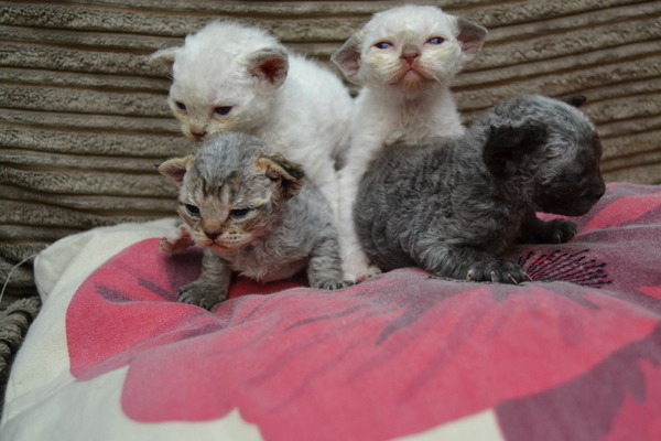 DH committed suicide on Saturday, rang Samaritans, not helped.