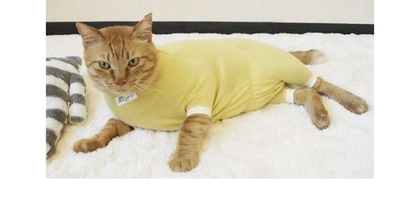 Would I be mad to buy cat clothing