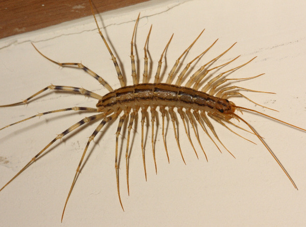 to kill all the spiders?