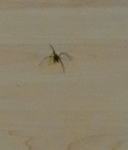 to kill all the spiders?