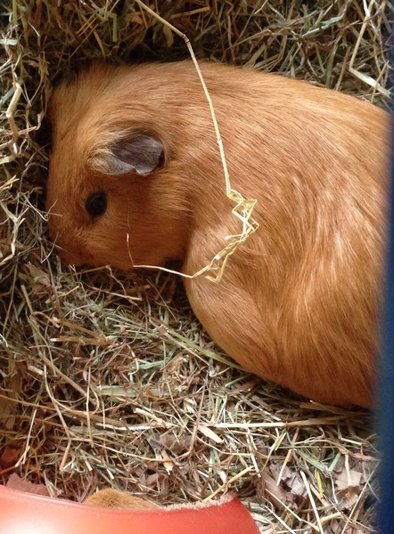 Neutering Gingerpig