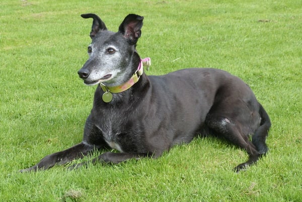 If you don't have a pedigree where did you get your dog?