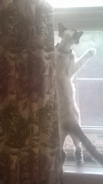 DH committed suicide on Saturday, rang Samaritans, not helped.