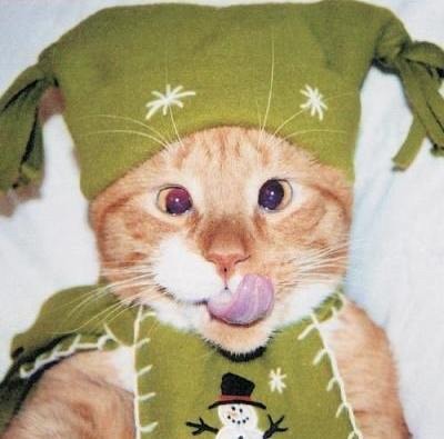 Would I be mad to buy cat clothing