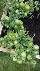What would you do with these tomatoes? [photo]