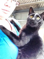 Further to this weeks inadvertant Bath I have just rescued the cat from...