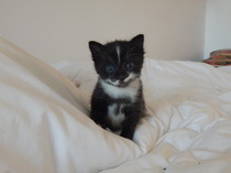 A cat/kitten picture sharing thread.