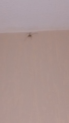 to kill all the spiders?