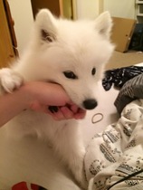 Advice on keeping a puppy entertained.