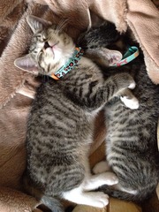 A cat/kitten picture sharing thread.