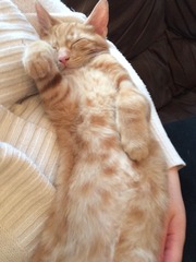 A cat/kitten picture sharing thread.