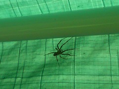 to kill all the spiders?